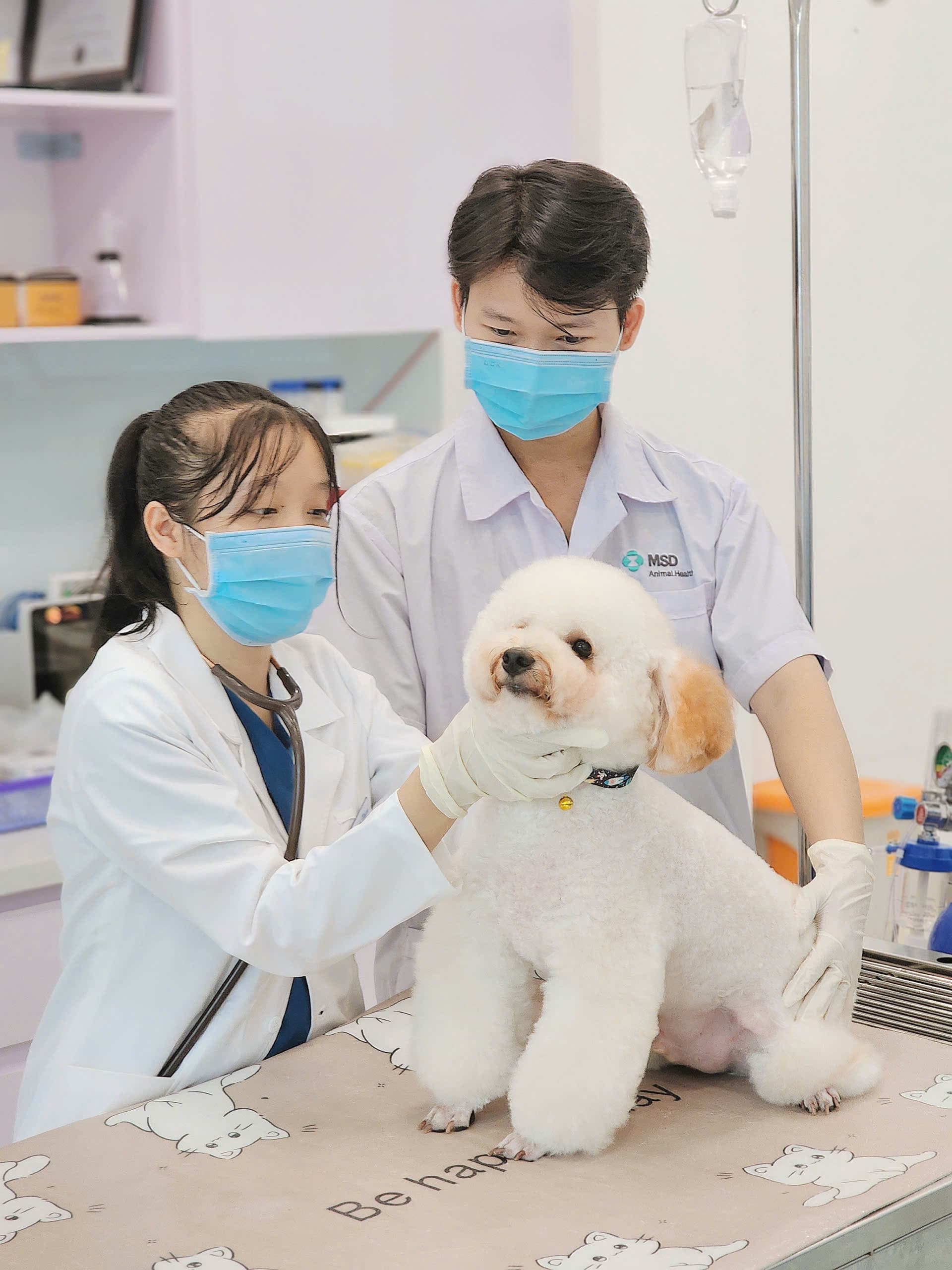 Đội ngũ Pet One kiểm tra sức khỏe tổng quát cho một chú chó