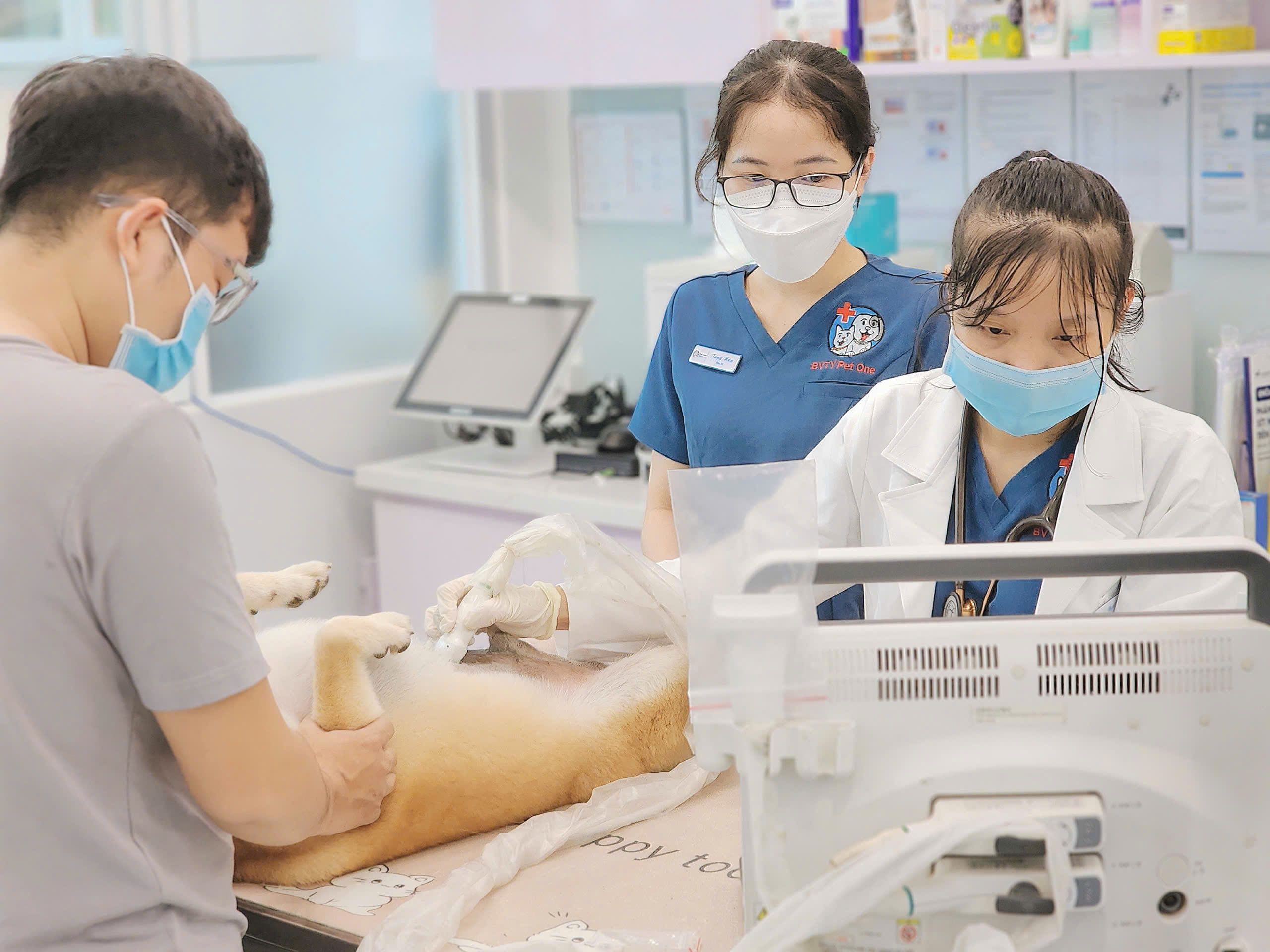Đội ngũ Pet One thực hiện siêu âm hỗ trợ chẩn đoán