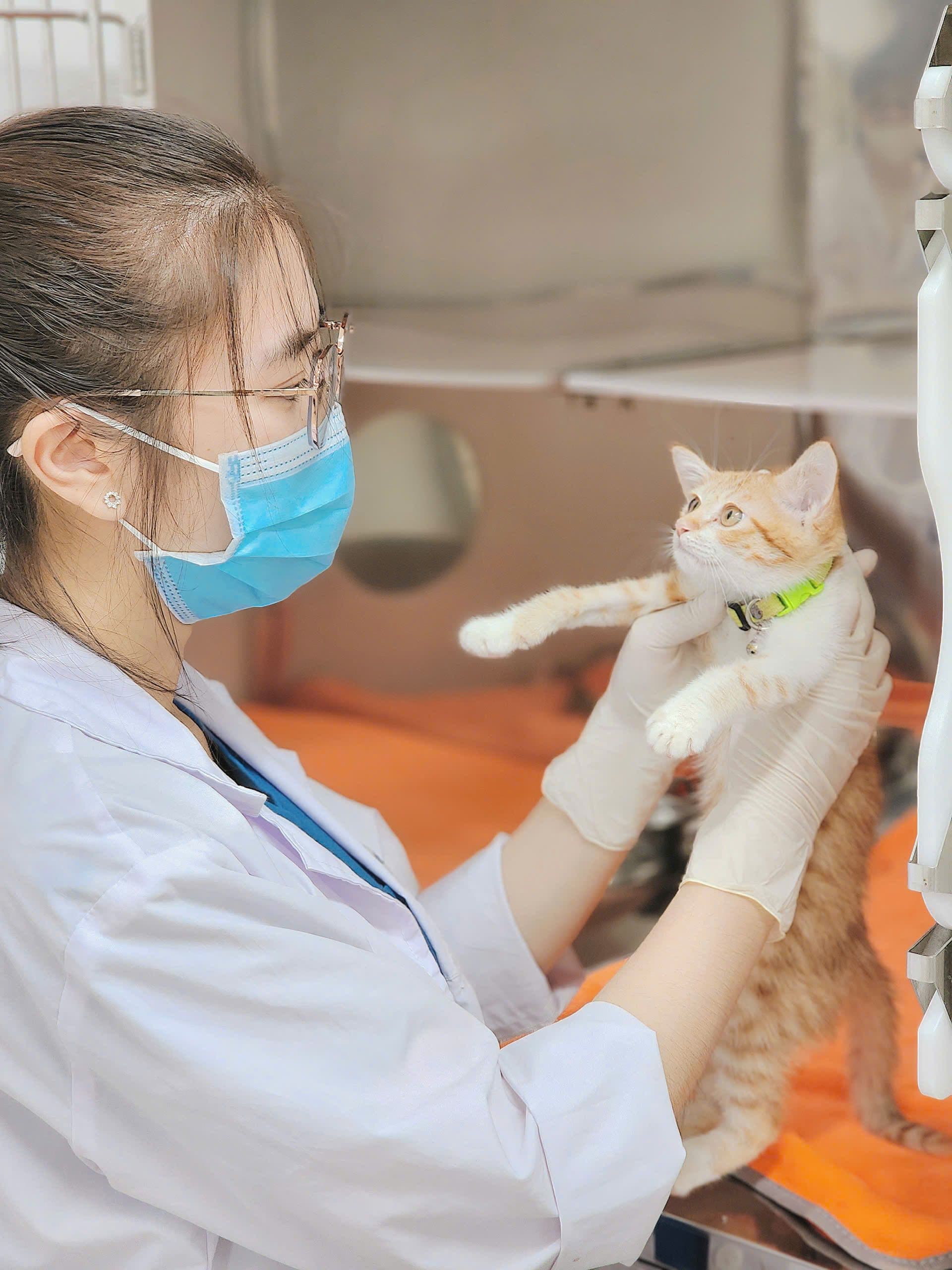 Bác sĩ Pet One kiểm tra nhẹ nhàng cho một chú mèo